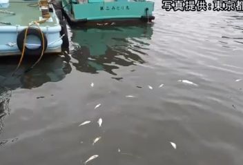 隅田川 魚 大量死がヤバい 酸素不足の原因は Erimakeeニュースweb